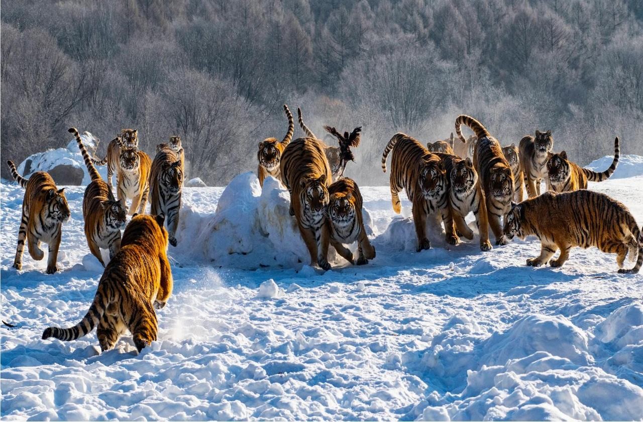 Siberian Tiger Park Harbin China