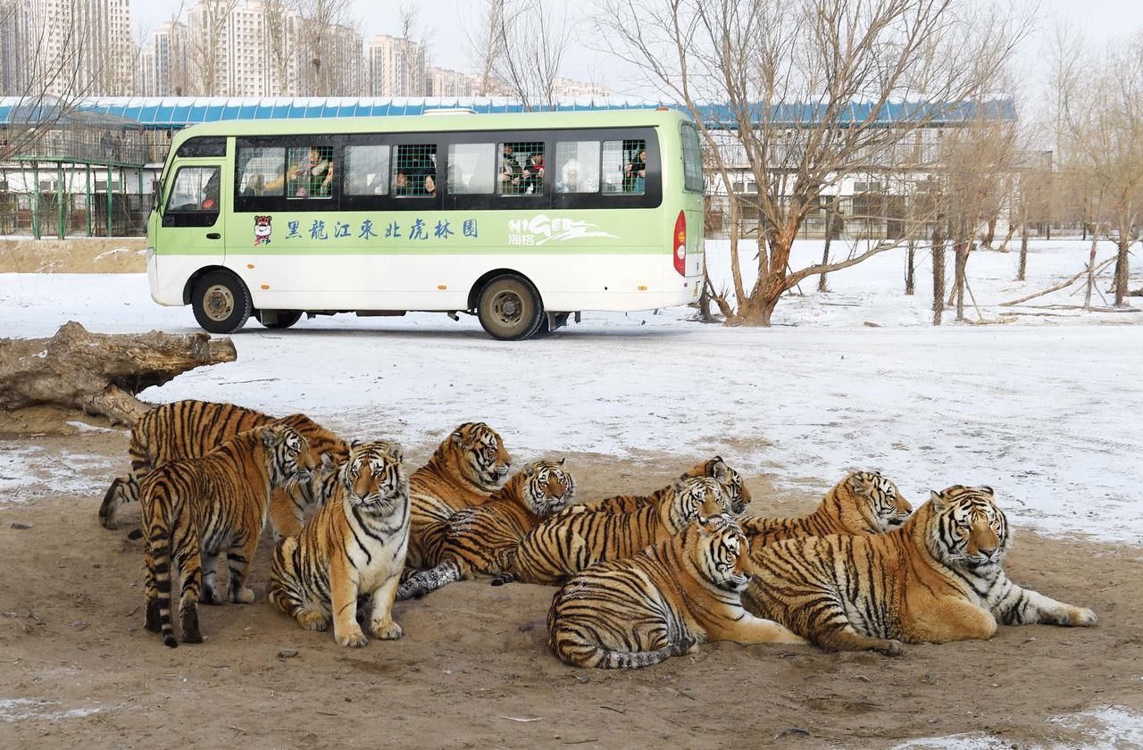 Siberian Tiger Park